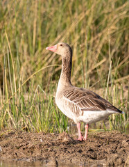 A graylag goose swimming in a small water body inside Wild ass Sanctuary inside Gujarat