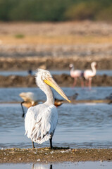 A great white pelican resting close to a water body inside Wild ass sanctuary in Lesser Rann of kutch situated in Gujarat