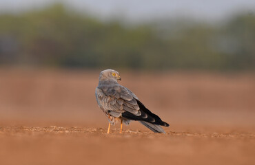 A montagu's harrier roosting on the ground inside Wild ass sanctuary in rann of kutch in Gujarat