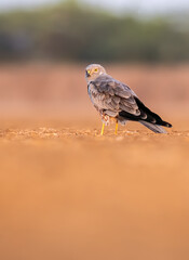 A montagu's harrier roosting on the ground inside Wild ass sanctuary in rann of kutch in Gujarat