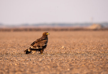 A steppe eagle roosting on the ground during evening hours in the salt pits of rann of kutch