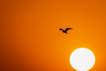 A grey heron flying against a beautiful colourful sky against setting sun inside Wild ass sanctuary in Gujarat