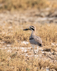 A Great thick-knee bird walking on the ground in the desert landscape of rann of kutch in Gujarat