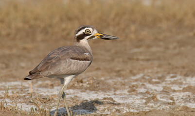 A Great thick-knee bird walking on the ground in the desert landscape of rann of kutch in Gujarat