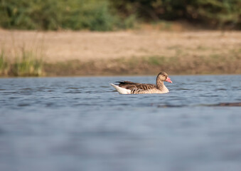A graylag goose swimming in a small water body inside Wild ass Sanctuary inside Gujarat