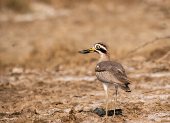 A Great thick-knee bird walking on the ground in the desert landscape of rann of kutch in Gujarat