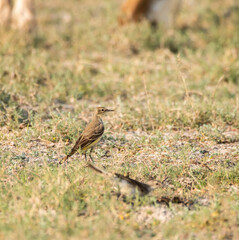 A citrine wagtail feeding on insects raising up because of feeding goats on the outskirts of wild ass sanctuary in Lesser rann of kutch in Gujarat