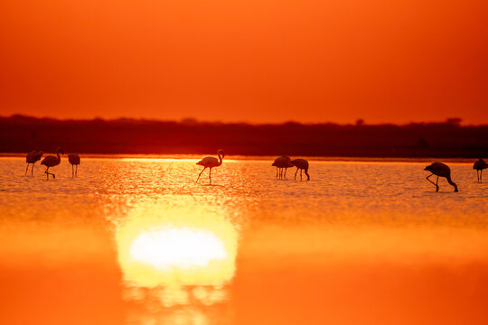A group of greater flamingos feeding on planktons in the low tides inside Wild ass sanctuary in Gujarat