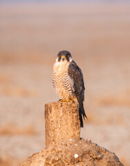 A peregrine falcon perched on a small stone inside Wildass sanctuary in little rann of kutch in Gujarat during a safari inside the sanctuary