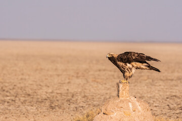An Imperial Eagle resting on the ground inside Wildass Sanctuary in an area known as Lesser rann of kutch during visit to the sanctuary