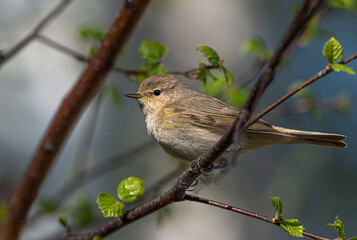 An olive-gray chiffchaff sits on a birch branch.