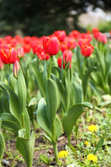 Beautiful red tulips on spring day, closeup