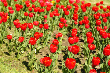 Fototapeta premium Beautiful red tulips on spring day, closeup