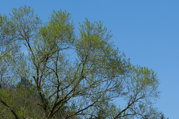 Młode seledynowe listki na drzewach w słoneczny wiosenny dzień, na tle błękitnego wiosennego...