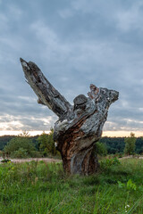 Pień drzewa na podlasiu © Marcin