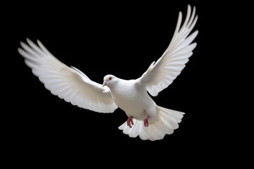 A flock of white doves flying against a black backdrop creates a striking visual, representing peace, purity, and hope.