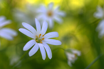Macro of delicate white flower set against a vibrant green background. The close-up image highlights the beauty of the flower's petals and its surroundings.