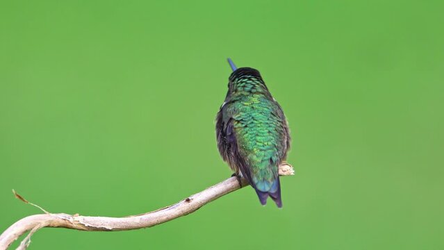 Ruby-throated Hummingbird (Dorsal View) j- Male