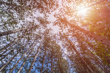 forest with a view from the bottom of the tree canopy, a photograph showcases the peaceful and calming atmosphere of a forest, inviting viewers to immerse themselves in nature.
