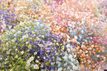 Multicolored gypsophila flowers as beautiful nature spring background. Close-up of fresh flowers....