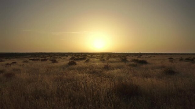 A very beautiful, soft dawn over a field of dry grass. Drone flying low over the ground towards the sun. Semi-arid climate. Earth climate change concept. 