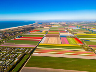 High Angle Drone Point of View on Flower fields in Petten, North Holland, The Netherlands in late...
