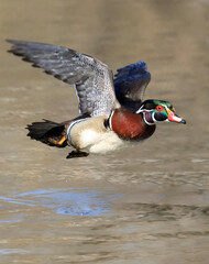Colorful Wood Duck take off from the lake, Quebec, Canada