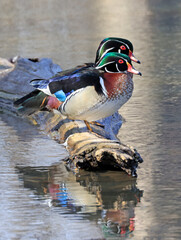 Colorful Wood Ducks perched on the lake border, Quebec, Canada