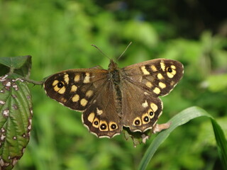 Male speckled wood (Pararge aegeria tircis) butterfly perching on a dry blackberry branch with green plants in the background