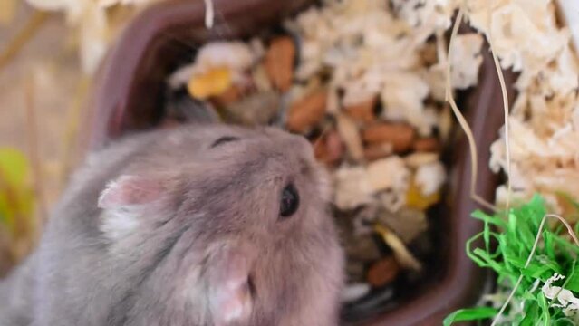 Lagurus lagurus (Grey Steppe Lemming) 