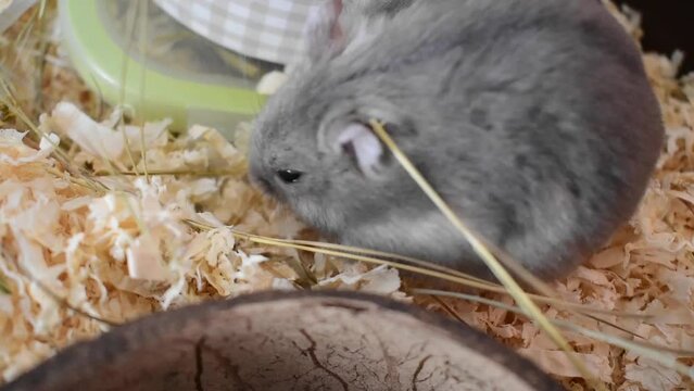 Lagurus lagurus (Grey Steppe Lemming) 