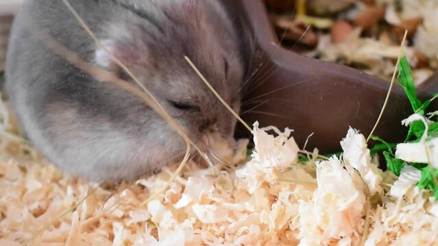 Lagurus lagurus (Grey Steppe Lemming) 