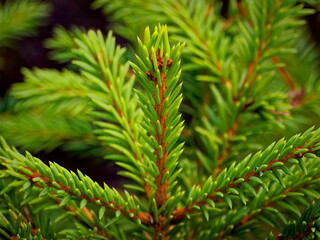A young fir twig. Fresh greenery of the forest.