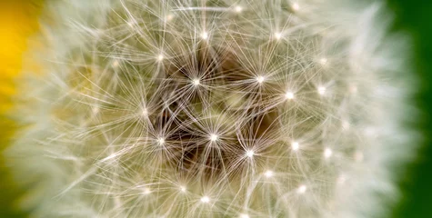 Rolgordijnen Dandelion Seed Macro © Levon