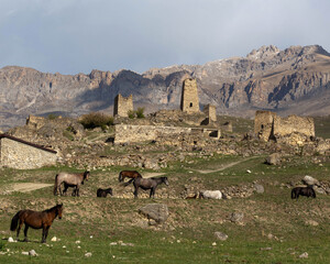 Horses, North Ossetia, Caucasus, Russia