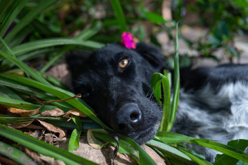 Retrato de perra negra entre plantas