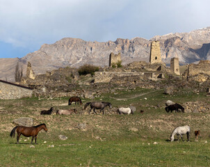 Horses, North Ossetia, Caucasus, Russia