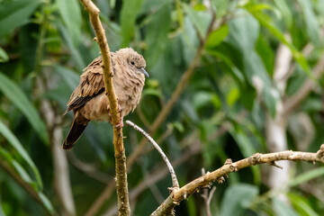 A Ruddy ground-dove as know as Rolinha perched on a branch. Species Columbina talpacoti. Animal world. Birdwatching. Birding