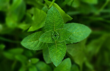 Wild mint close up