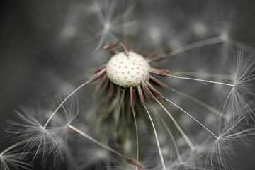 dandelion head close up