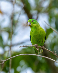 A Blue-winged Parrotlet also know as Tuim perched on branch. Species Forpus xanthopterygius. Animal world. Bird lover. Birdwatching. Birding. The smallest parrot in Brazil.