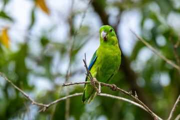 A Blue-winged Parrotlet also know as Tuim perched on branch. Species Forpus xanthopterygius. Animal world. Bird lover. Birdwatching. Birding. The smallest parrot in Brazil.