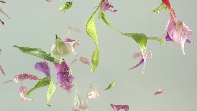 Blooming Beauty: Underwater Footage of Flower Petals in an Aquarium. Footage of Flowers Underwater. Slow Motion Footage of Flower Petals falling in Water. Creative Underwater Footage of Floating Petal