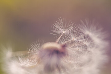 Dandelion Flower With Seeds Close up