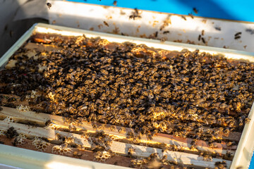 vivid image of honey bees in a hive, where the frames are filled with natural honey that has a wonderful taste and aroma
