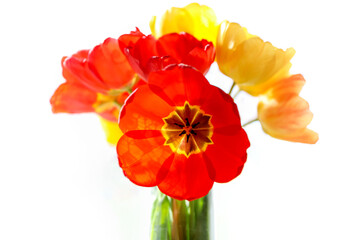 A red blossoming tulip with shadows pattern in a transparent vase with flower bouquet background