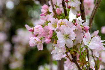Tender rose blooming cherry tree, spring floral wallpaper