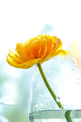 An yellow and orange late peony tulip in a glass, transparency and fragility concept
