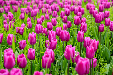 Pink tulip flower field full of freshness, vivid purple, pink, green floral background