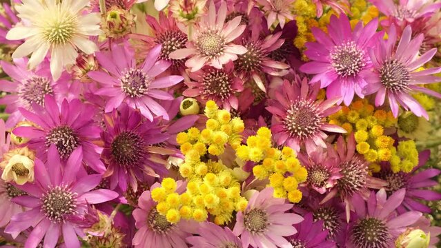 Wildflowers background rotating. Colorful bouquet of different beautiful fresh and dried flowers rotate, slow motion. Beautiful flower. Field dried immortelle